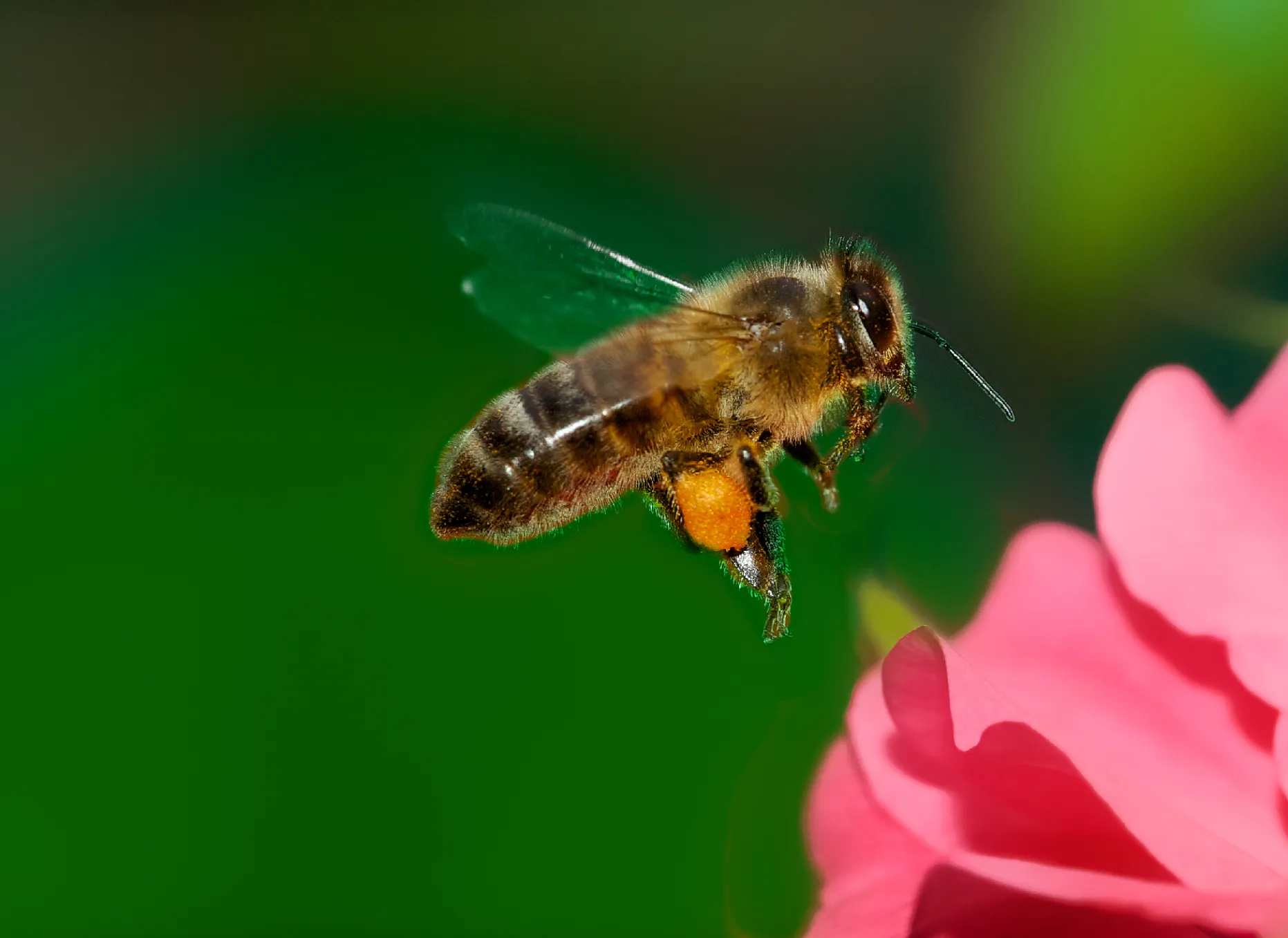 Bee