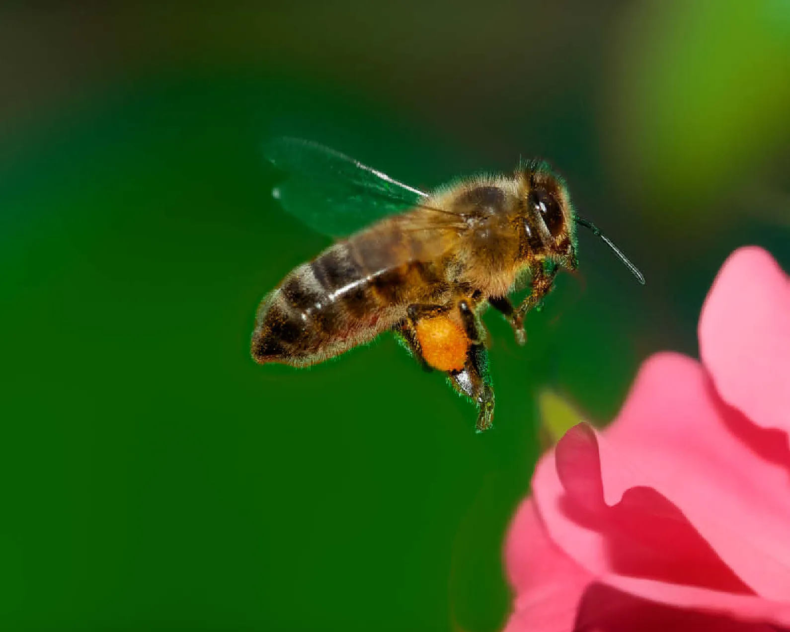 Bee